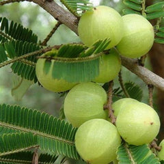 Phyllanthus Emblica,Indian Gooseberry Edible Fruit Ornamental Deciduous Tree Survival Gear Food Seeds