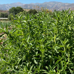 Stevia