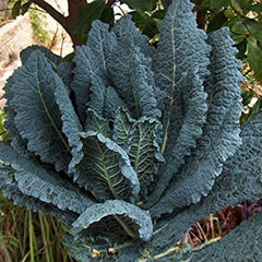 Kale Mixed Seeds, This is a Mix!Dwarf Blue Curled, Lacinato Dinosaur, Siberian Dwarf, Russian Red