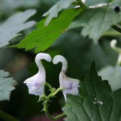 Rare Swan Flowers Seeds 