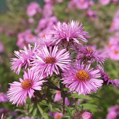 Superstar Aster Collection: Late Summer to Fall Beauty