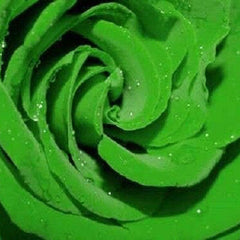 Green Rose Rosa Flowers Seeds Bush Shrub Perennial Flower