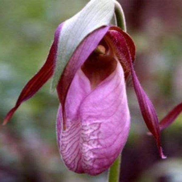 Pink Lady's Slipper Flower Seeds