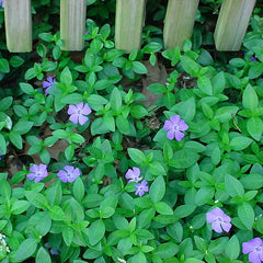 Fresh Garden Vinca Minor Seeds