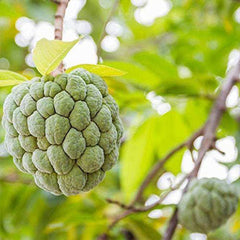 Soursop Graviola Guanabana Annona Muricata Fruit Tree Seeds Fresh Tropical Fruit
