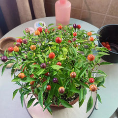 Five-Color Pepper Ornamental Pepper