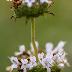 Black Sage