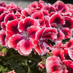 Red and White Blossom Geranium Seeds