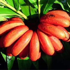 Rare Banana Seeds Red Dwarf Tree Bonsai Home Gardening Planting