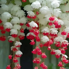 Begonia flower Seeds