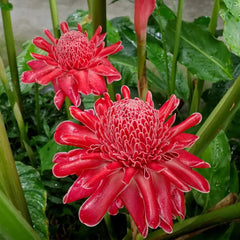 Porcelain rose seeds Etlingera elatior Torch Ginger