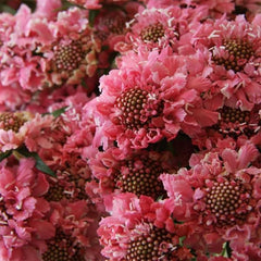 Perennial Rose Scabiosa Pincushion Flower Seeds for Planting
