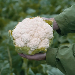 Cauliflower Absolute F1