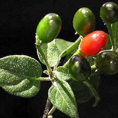 Chile Pequin Peppers - Tiny brilliantly red Chile Peppers - They Pack a Punch!!