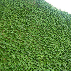 Boston Ivy Seeds