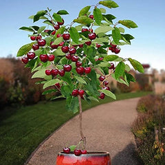 Dwarf Cherry Tree Seed Sweet Edible Fruit Robust Flavor Great Gardening