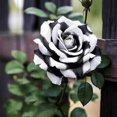 Rare Black and White Twin Roses