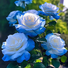 Broken Ice Blue Rose Seeds - Rare