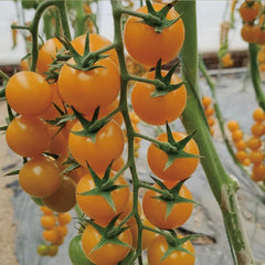 Patio Choice Yellow Cherry Tomato Seeds