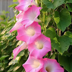 Mixed Morning Glory Seeds for Planting, Wonderful Climbing Heirloom Vine, Beautiful Perennial Flowers, Non - GMO Seeds, Easy to Plant