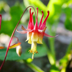 Double Orange Yellow Columbine Seeds Perennial Low Maintenance