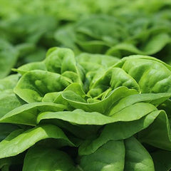 Buttercrunch Lettuce Seeds- Vegetable Seeds for Planting