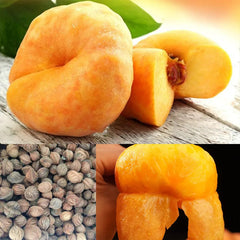 Golden Legend - Golden Peach Seeds