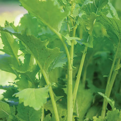 Broccoli Raab, Spring