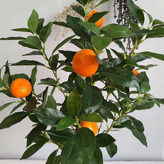 Bonsai Orange Tree Seed Delicious Sweet Fruit Juicy Beautiful Potted Plants Robust Flavor Easy Care