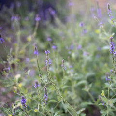 Western Vervain