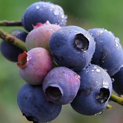 Blueberry Seed  Berry Fresh Fruit Seeds Perennial Outdoor Indoor