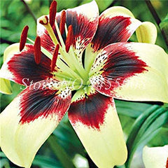 Mixed Color Amaryllis Flower Seeds