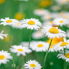 Alaska Shasta Daisy Flower Seeds for Planting