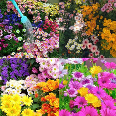 Mixed Colors Pyrethrum Flower Seeds