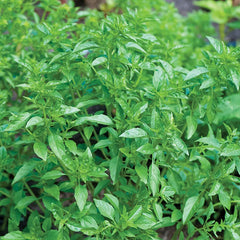 Basil, Summerlong