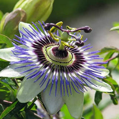 Seeds Passionflower Purple Beautiful Exotic Flower Perennial Outdoor Garden Cut Flowers for Planting Non GMO