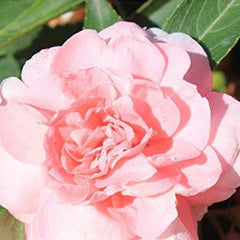 Mixed Impatiens Balsamina Balsam Camelia Impatiens Seeds Double Flower Touch Me Not