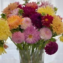 Dahlia Double Blend Rainbow Seeds