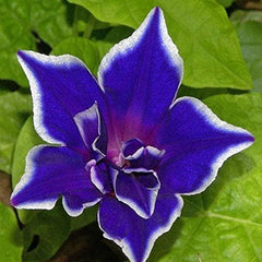 Annual Ipomoea Nil Morning Glory Blue Picotee Climbing Vine Flower Seeds for Planting