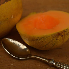 Minnesota Midget Muskmelon Great for Containers Sweet Easy to Grow