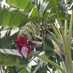 Musa Acuminata Banana Fruit Tree Dwarf Houseplant Sweet Fruit