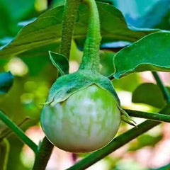 Eggplant Vegetable Seeds