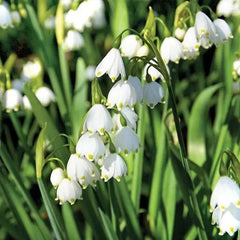 Summer Snowflake PureBeauty, Fresh Starts