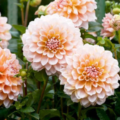 Perennial Dahlia Pompon Flower Seeds for Planting Outdoor