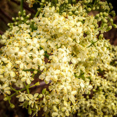 Mexican Elderberry