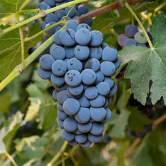 Grape Seeds for Planting Fresh Sweet and Delicious Natural Vine Seeds