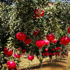 Wonderful variety pomegranate seeds