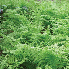 Fern, Ostrich