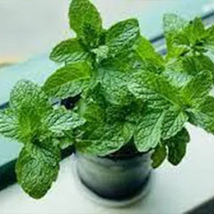 Mint Seeds