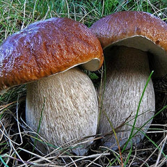 Porcini Mushroom King Bolete Mycelium Spawn Dried Spores Kit for Planting Non GMO